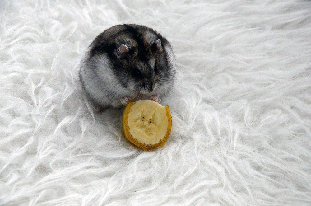 froileincouture_baconderhamster